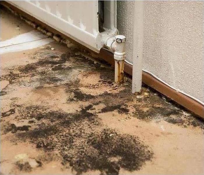 black mold